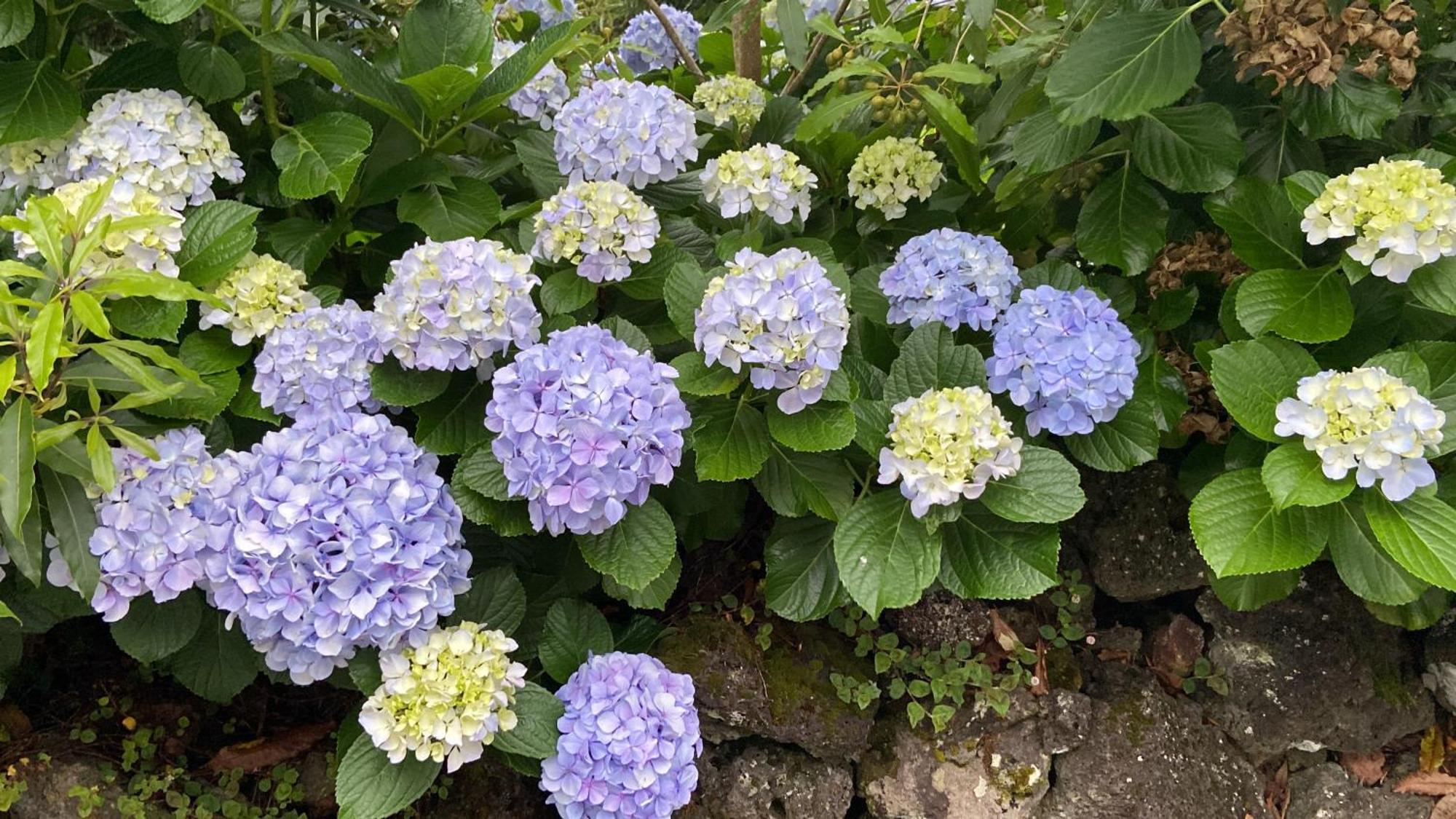 Casa Azul Terceira Island Azores Fonte do Bustardo Eksteriør billede